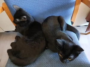 Katerbrüder suchen Zuhause