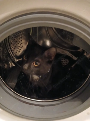 katzen Brüder suchen ein zu Hause 