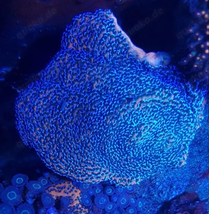 Koralle Montipora Mystic Sunset Meerwasser 