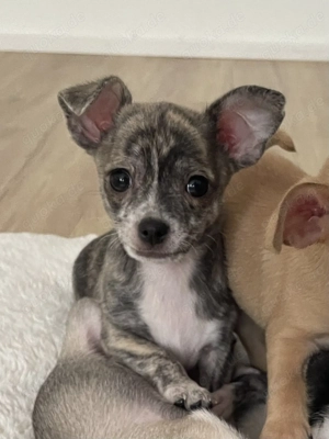 Chihuahuawelpen Abgabe Anfang Februar 