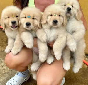 Golden Retriever welpen