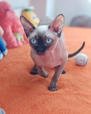 Canadian Sphynx Kater 