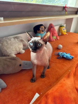 Canadian Sphynx Kater 