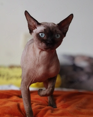 Canadian Sphynx Kater 