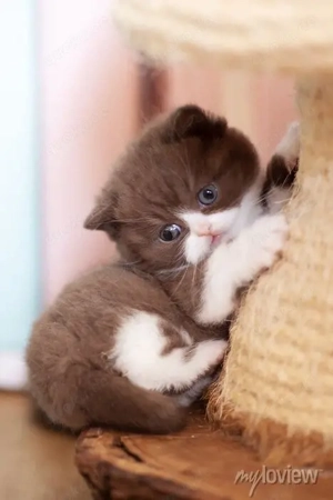 ich suche einen kleinen Kitten(Kater)
