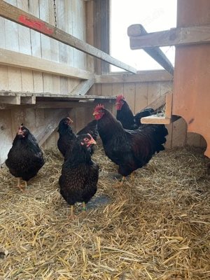 Barnevelder Hahn, Blumen Hahn