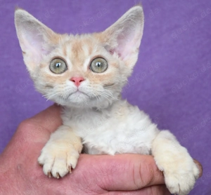 Kitten , Devon Rex,  männlich und weiblich mit Stammbaum, Gesundheitszeugnis, geimpft  und gechipt. 