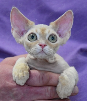 Kitten , Devon Rex,  männlich und weiblich mit Stammbaum, Gesundheitszeugnis, geimpft  und gechipt. 