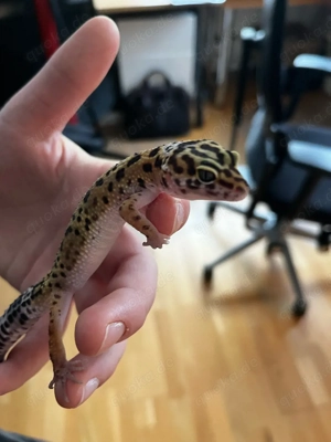 Junges Leopardgecko-Weibchen (Mack Snow) abzugeben