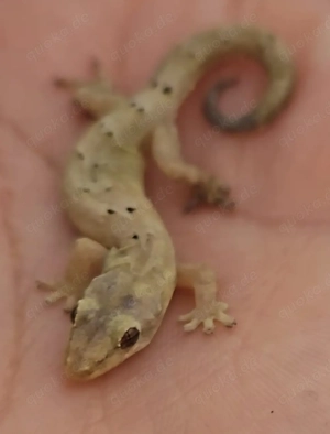 Jungferngeckos