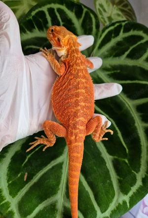 hypo dark orange red leatherback het trans weibchen 