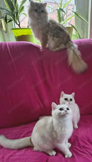 Britisch Kurzhaar Youngster Kater Bild 5