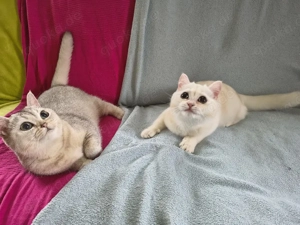 Britisch Kurzhaar Youngster Kater Bild 3