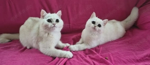 Britisch Kurzhaar Kitten BKH