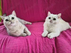Britisch Kurzhaar Youngster Kater Bild 4