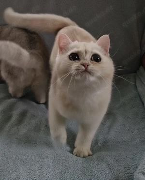 Creme Shaded Britisch Kurzhaar Kitten Kater