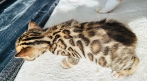 Bengal kitten Reinrassig