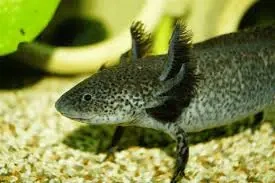 Suche Axolotl männlich 