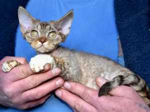 Kitten Devon Rex , reinrassig mit Stammbaum.