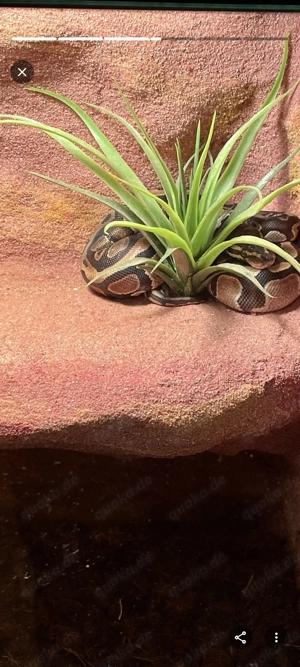 Königspython Pärchen 