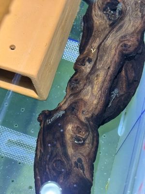 Zum verkaufen  schöne babys wels Braun .