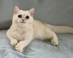 Creme Shaded Britisch Kurzhaar Jungkater