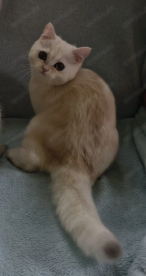 Britisch Kurzhaar Youngster Kater Bild 7
