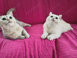 Britisch Kurzhaar Youngster Kater Bild 6