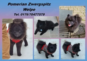 Reinrassiger Pomeranian Zwergspitz Toy Welpe