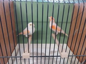 Kanarienvögel rot Mosaik