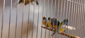 13 Goulsamadinen wegen Aufgabe 