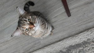 Süße Schnautziz suchen neues Zuhause