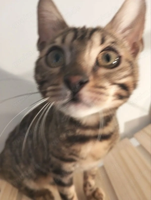 Bengal kiten Bild 7