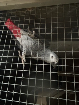 Kongo Graupapagein Paar 