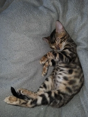 Bengal kiten Bild 8