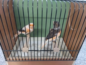 Kanarienvögel Harlekin