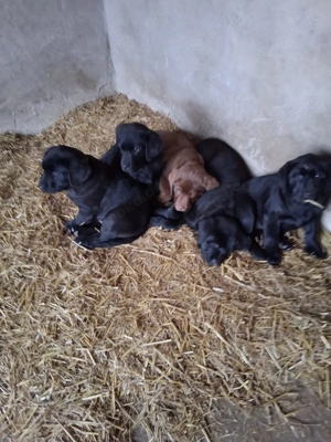 12 Wochen alte Labrador Welpen abzugeben ( 4 Rüden )
