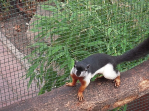 Schönhörnchen Prevosti Prevosti