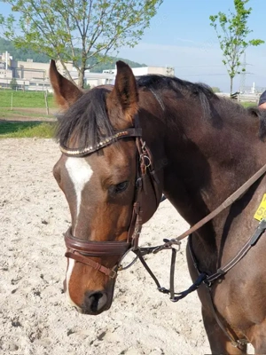 Vollblut Wallach - absolutes Verlasspferd 