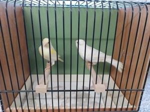 Kanarienvögel gelb Mosaik weiß Bild 3