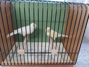 Kanarienvögel gelb Mosaik weiß Bild 2