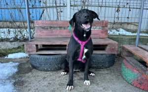 Energiegeladene Ilvy weiß, was sie will Bild 6