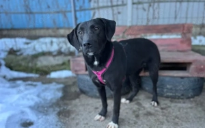 Energiegeladene Ilvy weiß, was sie will Bild 3