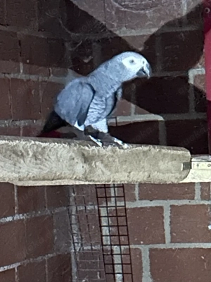 Kongo Graupapabeien Zuchtpaar 