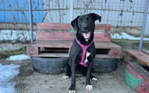 Energiegeladene Ilvy weiß, was sie will Bild 5