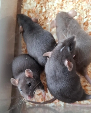 Farbratten Männchen abzugeben! Rattenrudel Dumboratten | Ratten 