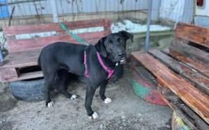 Energiegeladene Ilvy weiß, was sie will Bild 4