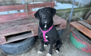 Energiegeladene Ilvy weiß, was sie will Bild 2