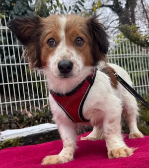 Betty zauberhaft liebe kleine Hundedame   München