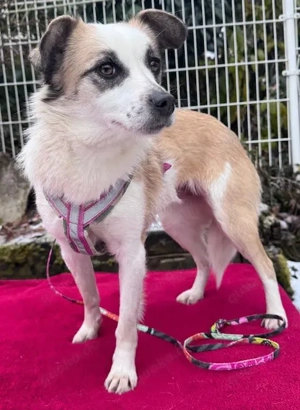 Sunja die treue verschmuste kleine Hundedame  München